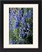 Framed Prints of Bog sage (Salvia uliginosa) from Science Photo Library