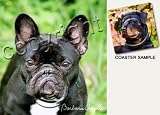 French Bulldog Dog Drink Coasters