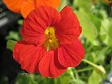 Amazon / Hirt's: Salmon Orange Nasturtium Alaska - 20 Seeds, 3 g