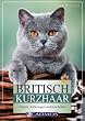 Britisch Kurzhaar: Charme, Kulleraugen und Kuschelfell