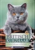 Britisch Kurzhaar: Charme, Kulleraugen und Kuschelfell