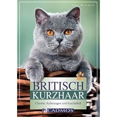 Britisch Kurzhaar: Charme, Kulleraugen und Kuschelfell