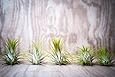 Hinterland Trading Five Pack Guatemalan Air Plants Tillandsia