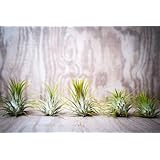 Hinterland Trading Five Pack Guatemalan Air Plants Tillandsia