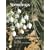 Snowdrops: A Monograph of Cultivated Galanthus