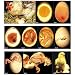 Chick Embryology Poster