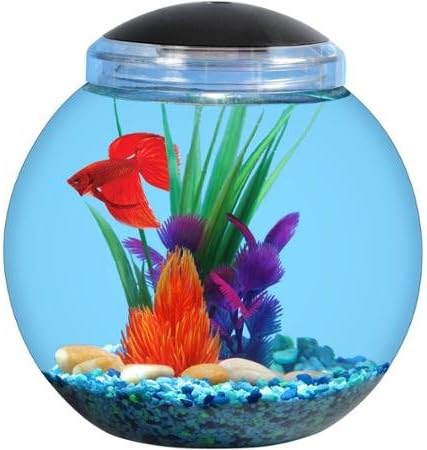 Attractive Fish Aquarium Aqua Culture Generous 1 Gallon Betta Aquarium