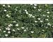 Photographic Prints of Rog-10954 Floating Water-Plantain from Ardea Wildlife Pets