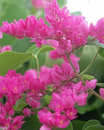 #1189 TROPICAL RARE CHINESE LOVE VINE 7-seeds #1189 TROPICAL RARE CHINESE LOVE VINE 7-seeds