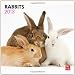 Rabbits 2013 Calendar