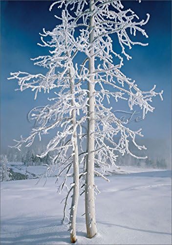 Lodgepole pine covered in rime ice Holiday Cards