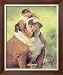 Bulldog Animals Framed Art Poster Print by Richard Stacks, 20x24