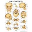 Anatomical Chart Company Human Skull Chart