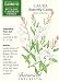 Butterfly Gaura Botanic Gardens Seeds 75 Seeds