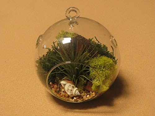 Terrarium Kit, Tillandsia Air Plant, Live Indoor Plants, 5-inch Hanging Glass Globe