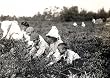 Cranberry Pickers near Philadelphia, by Lewis Hine, 1910 Photograph - Beautiful 16x20-inch Photographic Print from the Library of Congress Collection