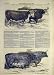 1851 Hereford Heifer Animal Cattle Ox Devon Old Print