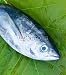 Wallmonkeys Peel and Stick Wall Decals - Head of Tuna Fish - Removable Graphic