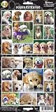 Pet Qwerks S23 Golden Retriever Dog Sticker