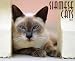 Siamese Cats 2012 Calendar