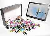 Photo Jigsaw Puzzle of BB-1430 Green / Plumed Crested basilisk - basilisk youngster running on water from Ardea Wildlife Pets