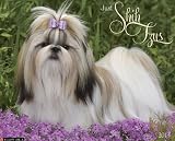 Shih Tzus 2013 Wall Calendar