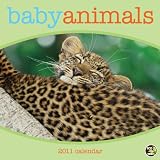 Baby Animals 2011 Wall Calendar