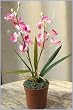 K�nstliche Orchidee im Topf - Real Touch - ca. 40cm