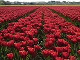 51SiHXaaI1L. SL160  Tulip Bulb Fields, Near Noordwijk, Holland, the Netherlands Photographic Poster Print by Gary Cook, 12x16