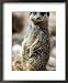 Jenny the Meerkat Shows Her New Babies How to Stand at London Zoo, June 2005 Framed Art Poster Print by Mirrorpix, 18x22