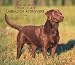 Labrador Retrievers, Chocolate For the Love of  2008 Deluxe Wall Calendar