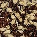 floral rooibos tea blend