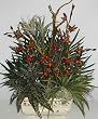 25" Palm, Succulent & Orchid Arrangement