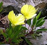 Yellow Evening Missouri Primrose- 8 Plants-Oenothera