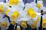 Amazon / Hirts: Bulbs; Daffodil: Golden Echo Daffodil 5 Bulbs - Deer Resistant -NEW