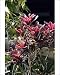 Photographic Prints of WAT-14463 Bromeliad - in park from Ardea Wildlife Pets