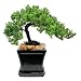 bonsai trees 51SkTNKx wL. SL75 bonsai trees