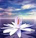 White Lotus Flower Reflected on Tranquil Waters - 24