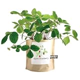 Garden in a Bag Alpine Strawberries Grow Kit by Touch of Europe Best Price
