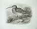 1909 Common Curlew Numenius Arquata Linnaeus Male Bird