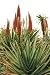 Orange Flowers on Aloe Succulent Plant - 18