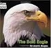 The Bald Eagle (Welcome Books: American Symbols) by Lloyd G. Douglas
