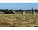 Photographic Prints of Tractors cutting hay which looks like lines of dried from ArcticPhoto