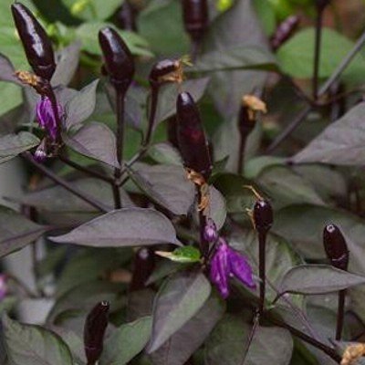 Royal Black, scharfes, schwarzes Chili - 10 Samen