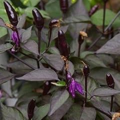 Royal Black, scharfes, schwarzes Chili - 10 Samen
