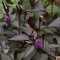 Royal Black, scharfes, schwarzes Chili - 10 Samen