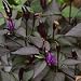 Royal Black, scharfes, schwarzes Chili - 10 Samen