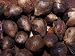 Aboriginal Desert Bush Tucker Food, Yalka Bulbs of the Onion Grass, Australia Photographic Poster Print by Jason Edwards, 32x24