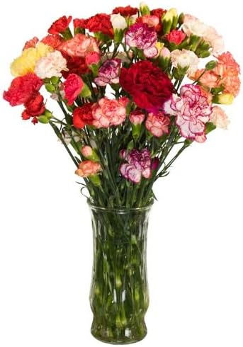 Fresh Flowers - Mini-Carnations Flower Bouquet - 25 Stems - Free Fast Shipping