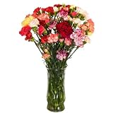 California Mini-Carnations Flower Bouquet - Free Fast Shipping - Single Bouquet - 25 Stems by Farm Fresh Flowers